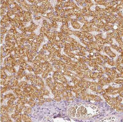Immunohistochemistry-Paraffin: PGAM5 Antibody [NBP1-92257]