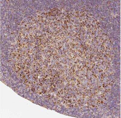 Immunohistochemistry-Paraffin: PGAM5 Antibody [NBP1-92257]