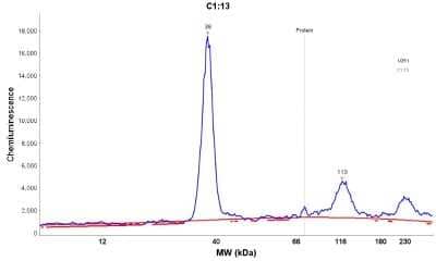 Simple Western: PGAM5 Antibody [NBP1-92257]