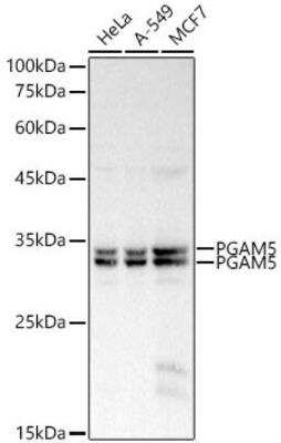 Western Blot: PGAM5 AntibodyAzide and BSA Free [NBP2-93600]