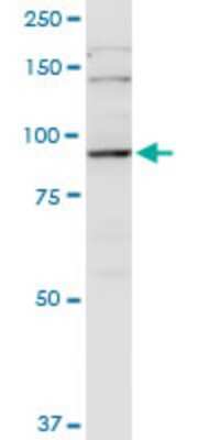 Western Blot: PGBD1 Antibody (2A3) [H00084547-M05]