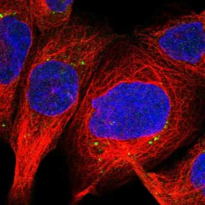 Immunocytochemistry/ Immunofluorescence: PGBD2 Antibody [NBP1-85936]