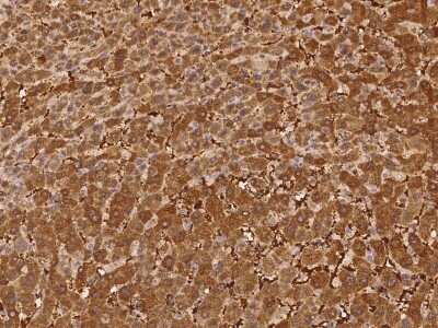 Immunohistochemistry-Paraffin: PGBD4 Antibody [NBP2-98194]