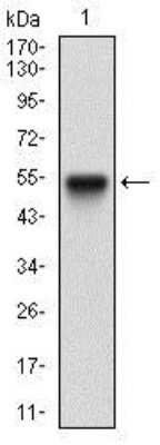 Western Blot: PGC-1 beta Antibody (6C3F6)BSA Free [NBP2-37249]