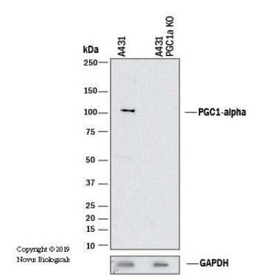 Knockout Validation of PGC1 alpha Antibody in Human Squamous Carcinoma Cells and PGC1 alpha Knockout A431 Cells