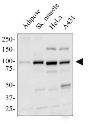 Western Blot Detection of PGC1 alpha in Multiple Tissues and Cell Lines