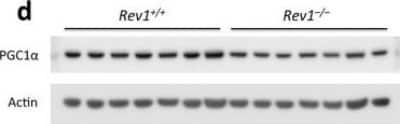 Western Blot Detection of PGC1 alpha in MEFs