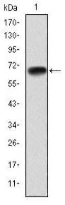 Western Blot: PGC1 alpha Antibody (1G8)BSA Free [NBP2-37562]