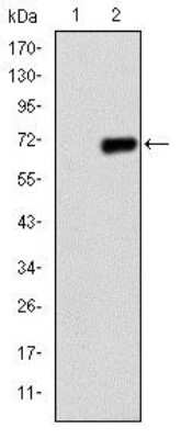 Western Blot: PGC1 alpha Antibody (1G8)BSA Free [NBP2-37562]