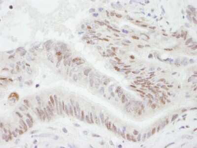 Immunohistochemistry-Paraffin: PGC1 alpha Antibody [NB100-1750]