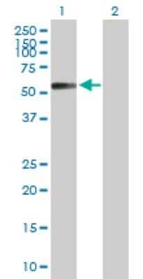 Western Blot: PGCP Antibody [H00010404-B01P]