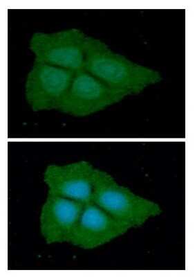 Immunocytochemistry/ Immunofluorescence: PGD Antibody (46B3) - BSA Free [NBP2-59449]