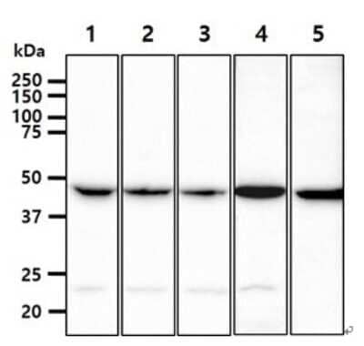 Western Blot: PGD Antibody (46B3)BSA Free [NBP2-59449]