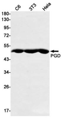 Western Blot: PGD Antibody (S02-7C6) [NBP3-19520]