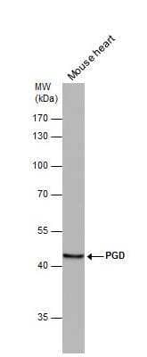 Western Blot: PGD Antibody [NBP1-31589]