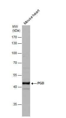 Western Blot: PGD Antibody [NBP2-19783]