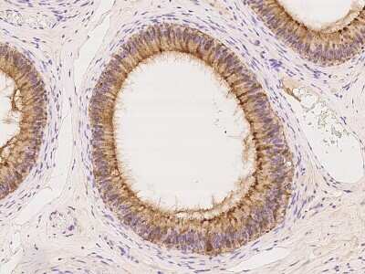 Immunohistochemistry-Paraffin: PGD2 Synthase/PTGDS Antibody [NBP2-97406]