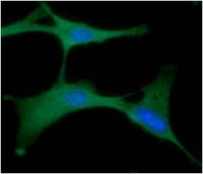 Immunocytochemistry/ Immunofluorescence: PGK1 Antibody (2F4) - BSA Free [NBP2-59392]