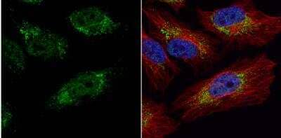 Immunocytochemistry/ Immunofluorescence: PGK1 Antibody [NBP2-19784]