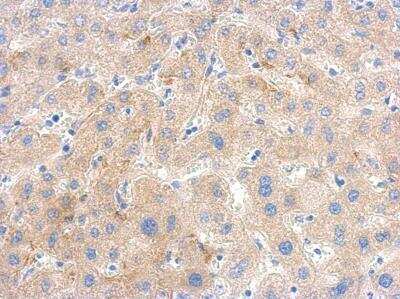 Immunohistochemistry-Paraffin: PGK1 Antibody [NBP2-19784]