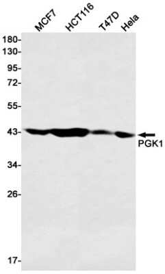 Western Blot: PGK1 Antibody (S04-9H9) [NBP3-14961]