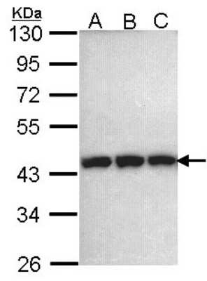 Western Blot: PGK1 Antibody [NBP1-33685]