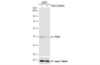 Western Blot: PGK1 Antibody [NBP1-33685]