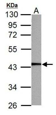 Western Blot: PGK1 Antibody [NBP2-19784]