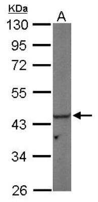 Western Blot: PGK1 Antibody [NBP2-19784]