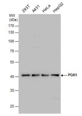 Western Blot: PGK1 Antibody [NBP2-19784]