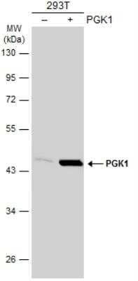 Western Blot: PGK1 Antibody [NBP2-19784]