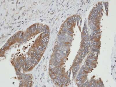 Immunohistochemistry-Paraffin: PGK2 Antibody [NBP1-31452]