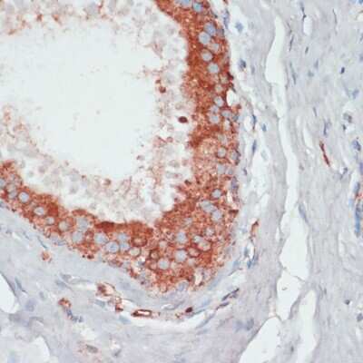 Immunohistochemistry-Paraffin: PGK2 Antibody - Azide and BSA Free [NBP2-94204]