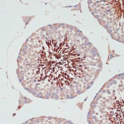 Immunohistochemistry-Paraffin: PGK2 Antibody - Azide and BSA Free [NBP2-94204]