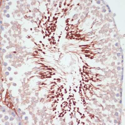 Immunohistochemistry-Paraffin: PGK2 Antibody - Azide and BSA Free [NBP2-94204]