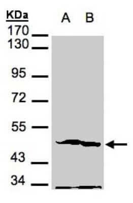 Western Blot: PGK2 Antibody [NBP1-31452]