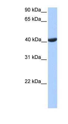 Western Blot: PGK2 Antibody [NBP1-54390]