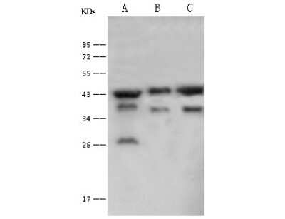 Western Blot: PGK2 Antibody [NBP2-99497]