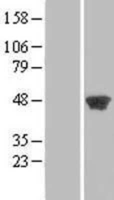 Western Blot: PGK2 Overexpression Lysate [NBL1-14332]