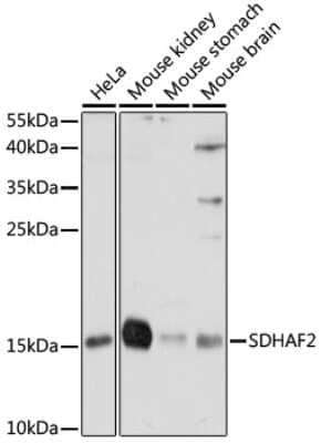 Western Blot: PGL2 AntibodyAzide and BSA Free [NBP2-94039]