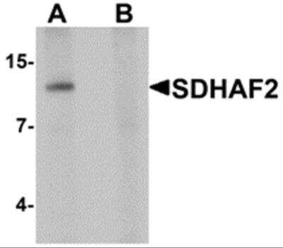 Western Blot: PGL2 AntibodyBSA Free [NBP2-41136]