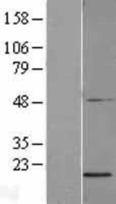 Western Blot: PGL2 Overexpression Lysate [NBL1-08123]