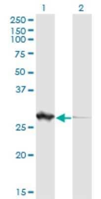 Western Blot: PGLS Antibody (2D9) [H00025796-M01]