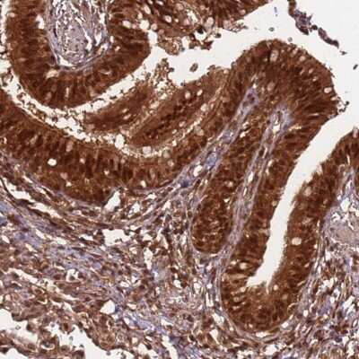 Immunohistochemistry: PGLS Antibody [NBP2-47334]