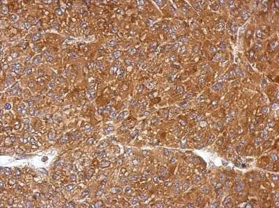 Immunohistochemistry-Paraffin: PGLS Antibody [NBP2-19785]