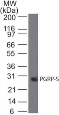 Western Blot: PGLYRP1/PGRP-S Antibody (188C424)Azide and BSA Free [NBP2-80909]