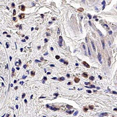 Immunohistochemistry-Paraffin: PGLYRP1/PGRP-S Antibody (188C424) - BSA Free [NB100-56719]