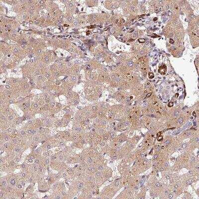 Immunohistochemistry: PGLYRP2/PGRP-L Antibody [NBP2-31930]