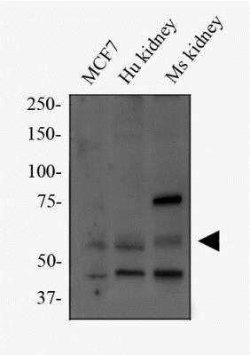 Western Blot: PGLYRP2/PGRP-L Antibody [NBP2-49690]