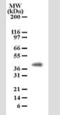 Western Blot: PGLYRP4/PGRP-I beta Antibody (186C426)Azide Free [NBP2-33246]